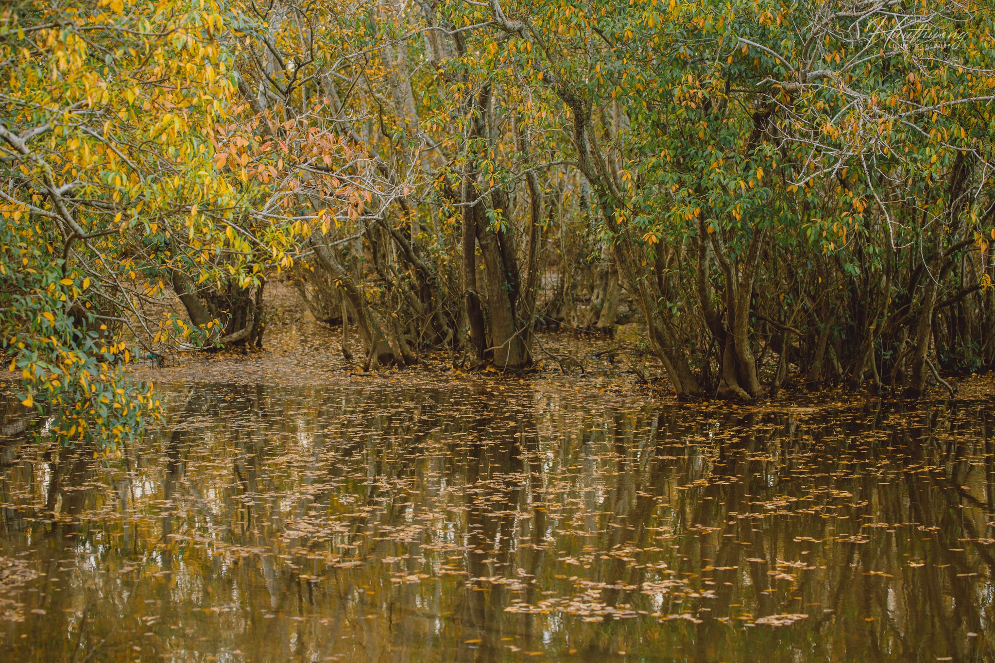 Rú Chá Mangrove Forest Hue